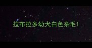 拉布拉多幼犬白色杂毛