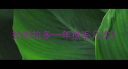 拉布拉多一年换毛几次