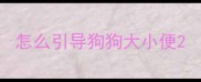 怎么引导狗狗大小便