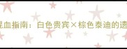 贵宾犬与泰迪犬科学混血指南白色贵宾棕色泰迪的遗传基因与饲养全攻略