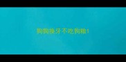 狗狗换牙不吃狗粮