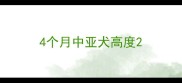 4个月中亚犬高度