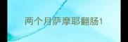 两个月萨摩耶翻肠