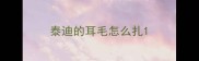泰迪的耳毛怎么扎