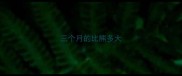 三个月的比熊多大