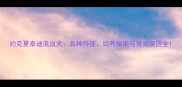 约克夏泰迪混血犬品种特征饲养指南与常见误区全