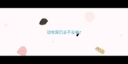 边牧尾巴会不会卷