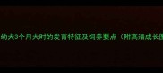 泰迪幼犬3个月大时的发育特征及饲养要点附高清成长图