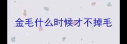 金毛什么时候才不掉毛