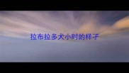 拉布拉多犬小时的样孑