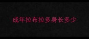 成年拉布拉多身长多少