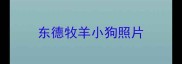 东德牧羊小狗照片