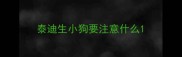泰迪生小狗要注意什么