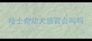 哈士奇幼犬感冒会叫吗