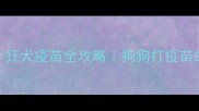 新手养宠必看狂犬疫苗全攻略狗狗打疫苗的真相与避坑指南