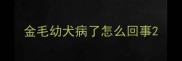 金毛幼犬病了怎么回事