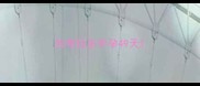 拉布拉多怀孕49天