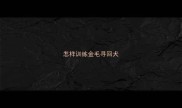 怎样训练金毛寻回犬