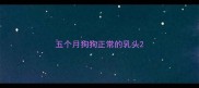 五个月狗狗正常的乳头