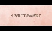 小狗刚打了疫苗感冒了