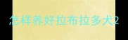 怎样养好拉布拉多犬