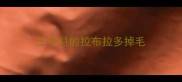 三个月的拉布拉多掉毛