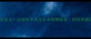 边牧能长多大边境牧羊犬全生命周期体型附饲养避坑指南