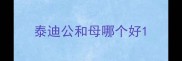 泰迪公和母哪个好