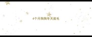 4个月狗狗冬天脱毛