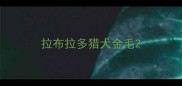 拉布拉多猎犬金毛