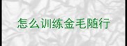 怎么训练金毛随行