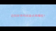 边牧好养吗优缺点有哪些