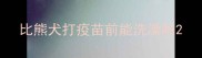 比熊犬打疫苗前能洗澡吗