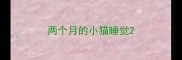 两个月的小猫睡觉