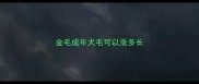 金毛成年犬毛可以涨多长