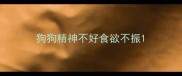 狗狗精神不好食欲不振