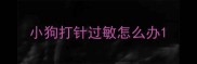 小狗打针过敏怎么办