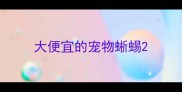 大便宜的宠物蜥蜴