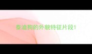 泰迪狗的外貌特征片段