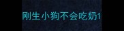 刚生小狗不会吃奶
