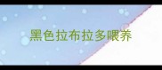 黑色拉布拉多喂养