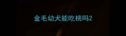 金毛幼犬能吃桃吗