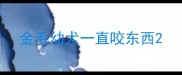 金毛幼犬一直咬东西