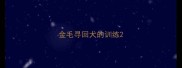 金毛寻回犬的训练