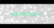 猫咪喜欢跟我散步