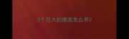 2个月大的博美怎么养