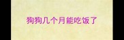 狗狗几个月能吃饭了