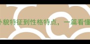 哈士奇犬品种全从外貌特征到性格特点一篇看懂网红犬的颜值与性格