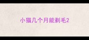 小猫几个月能剃毛