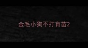 金毛小狗不打育苗